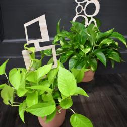 Two potted pothos plants with bright green trailing leaves