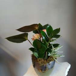 Potted tropical plant arrangement with glossy leaves and pale pink blooms