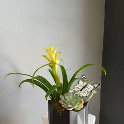 Potted succulent arrangement with a yellow bromeliad and butterfly decoration