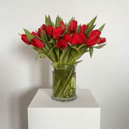 Tulipan
