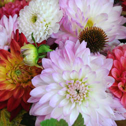Close-up of pink, white, and red chrysanthemum blooms