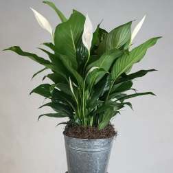 Potted peace lily plant with white blooms in a metal container