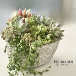 Cascading Succulents