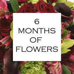 6 Months of Flowers