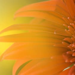 Close-up of an orange gerbera daisy against a yellow background