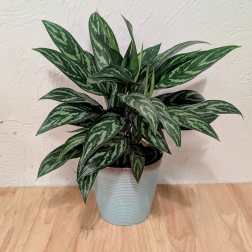 Aglaonema 'Tigress' - 6 inch