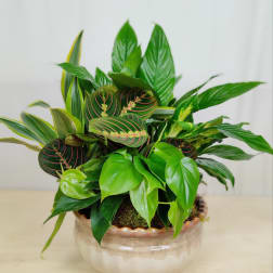Potted arrangement of assorted green houseplants in a ceramic bowl