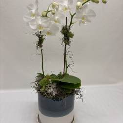 Summer Breeze double orchid