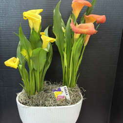 Potted calla lilies in yellow and orange with a white textured container