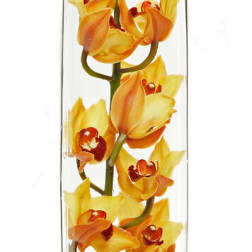 Modern Orchids