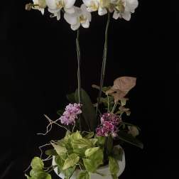 Large Orchid Dish Garden