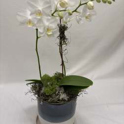 White orchid plant in a blue pot with a matching saucer