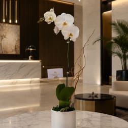 White Whisper Orchid™