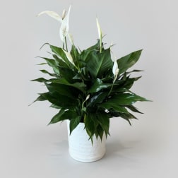 Peace Lily Plant