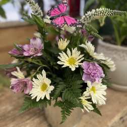 Spring Beauty