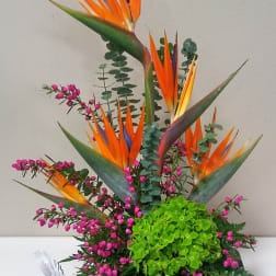 Tall tropical arrangement with orange bird of paradise and pink filler flowers in a black vase