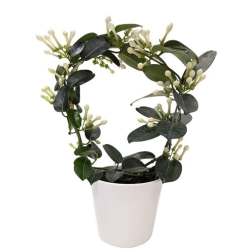 5" Stephanotis in Ceramic