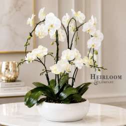 Luxury White Orchid Garden