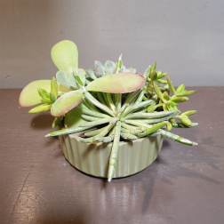 Plants: Succulent Garden - Green Fields