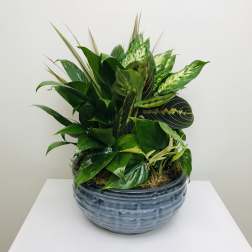 Ceramic Dishgarden