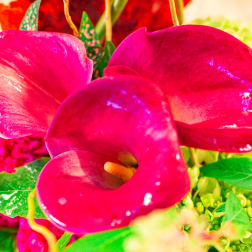 Close-up bouquet with bright pink calla lilies and mixed flowers