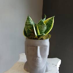 Potted snake plant in a gray face-shaped planter