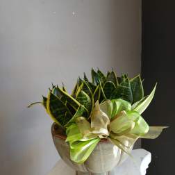 Potted snake plants in a metallic container with a green ribbon bow