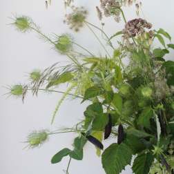 Meadow Greens