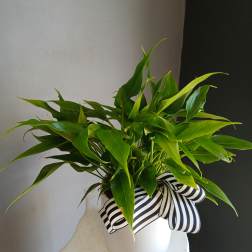 Green potted plant in a white container with a striped ribbon