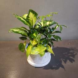 Plants: Eggshell