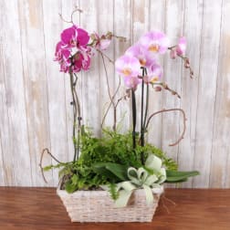 Orchid Garden