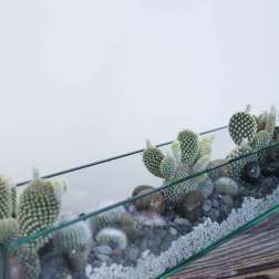 Glass terrarium with small cacti and pebbles on a wooden surface