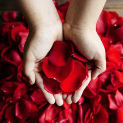 Hands holding red rose petals over a bed of petals