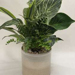 Potted green houseplant arrangement in a ribbed ceramic planter