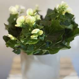 White flowers in a white vase with large dark green leaves