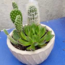 Desert Oasis Planter