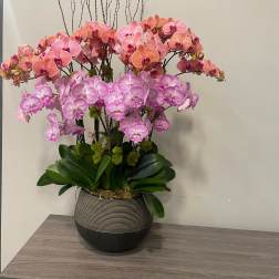 Potted arrangement of pink and peach phalaenopsis orchids in a round striped vase