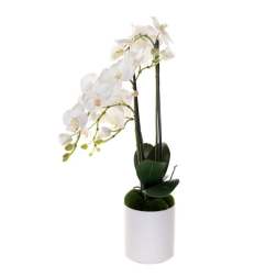 Phalaenopsis Orchid *2 spike