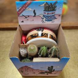 Traveling Cactus Kit