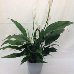 Peace lily plant