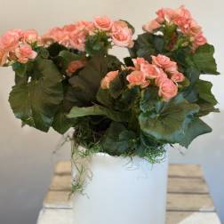 Potted pink flowering plant in a white container