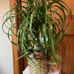 PonyTail Palm