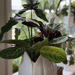 Potted plant with dark and bright green patterned leaves in a white ceramic vase