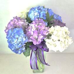Bouquet of blue, purple, and white hydrangeas in a clear glass vase