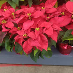 Red poinsettia plants in metallic red pots