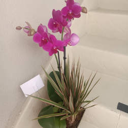 Potted orchid with bright pink blooms and a spiky dracaena plant