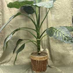 Potted tropical plant with large variegated green leaves in a woven basket