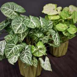 Two potted syngonium plants with variegated arrow-shaped leaves