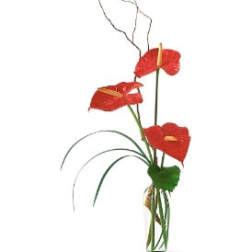 Tall arrangement of red anthuriums in a clear glass vase