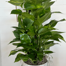 #30 Pothos